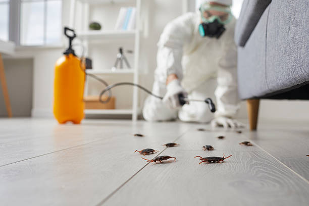 Post-Treatment Bed Bug Interceptor Monitoring in Bay Springs